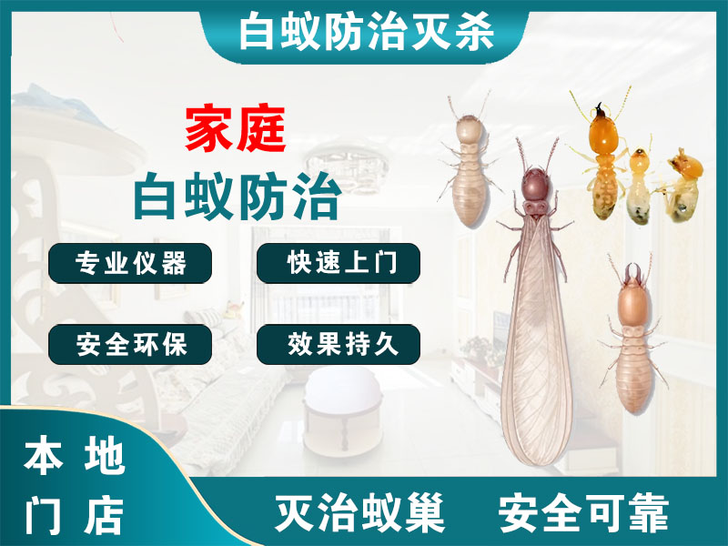 开化家庭白蚁防治